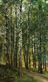 bouleau de bouleau 1896 paysage classique Ivan Ivanovitch arbres